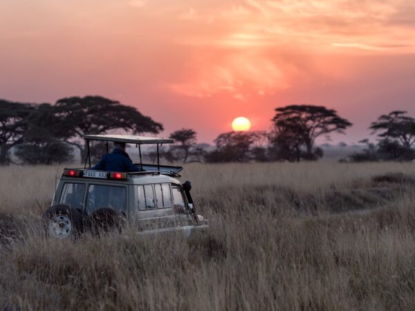 Safari luxe Afrique savane éléphant vie sauvage Serengeti